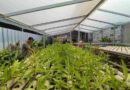 Swara Hijau Farm Bersinergi Bersama Pemulung Bangun Urban Farming Swara Hijau Farm Bersinergi Bersama Pemulung Bangun Urban Farming