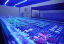 PT Sri Kandi Aquarium: Dari Banyuwangi sampai Pasar Global PT Sri Kandi Aquarium: Dari Banyuwangi sampai Pasar Global