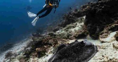 Pulau Maratua: Destinasi Kawasan Coral Triangle yang Esotik Pulau Maratua: Destinasi Kawasan Coral Triangle yang Esotik